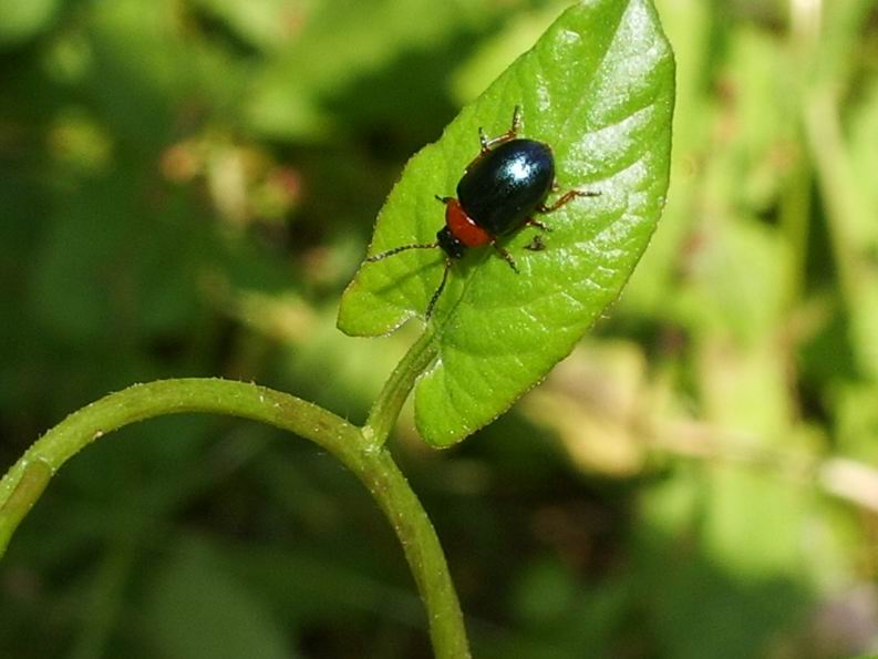 A caccia in 10 minuti! (insetti e opilioni)